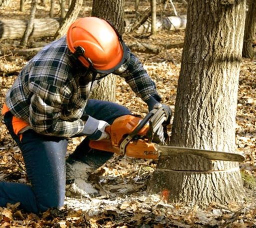 Tree Removal in Armada, MI